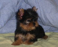 GILDA