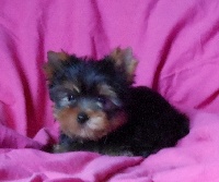 HETTIE