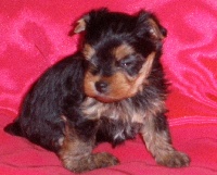 GESSIE