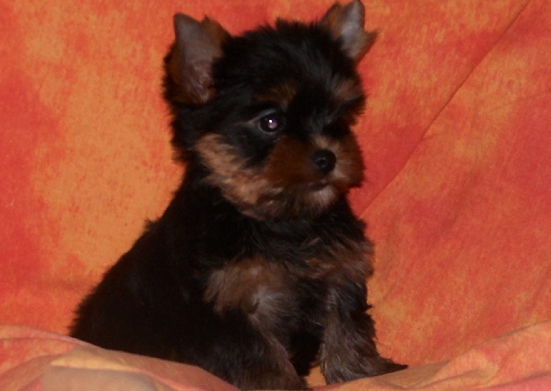 De la Bergerie du Coteau - Yorkshire Terrier - Portée née le 02/10/2012