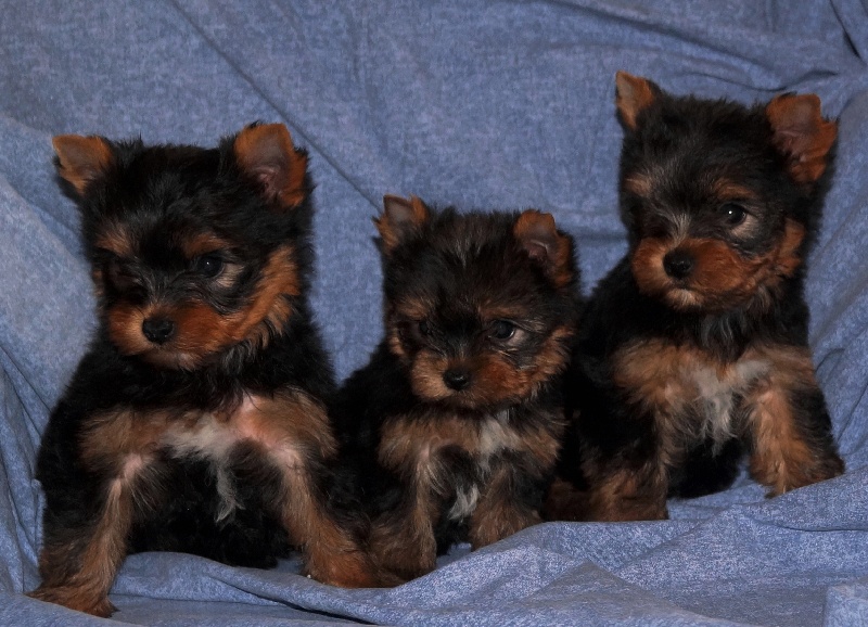 De la Bergerie du Coteau - Yorkshire Terrier - Portée née le 01/09/2014