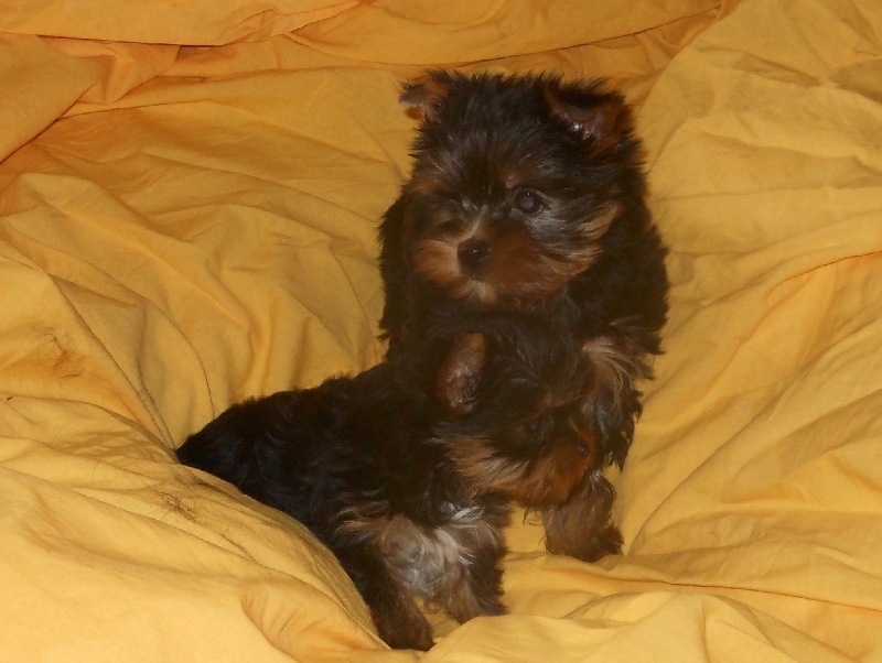 De la Bergerie du Coteau - Yorkshire Terrier - Portée née le 28/01/2013