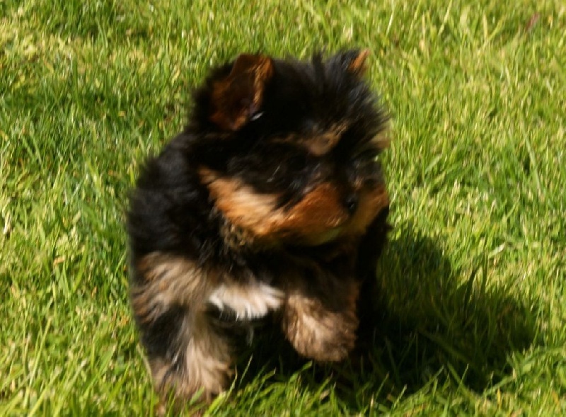 De la Bergerie du Coteau - Yorkshire Terrier - Portée née le 04/02/2016