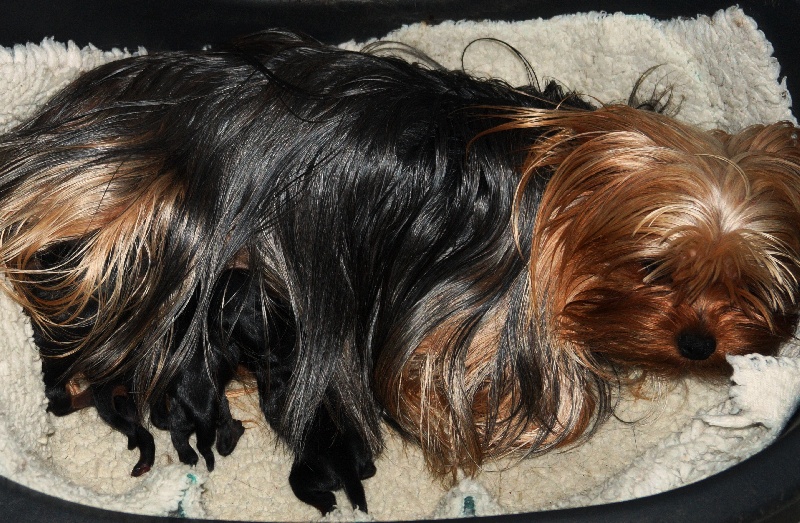 De la Bergerie du Coteau - Yorkshire Terrier - Portée née le 28/05/2015