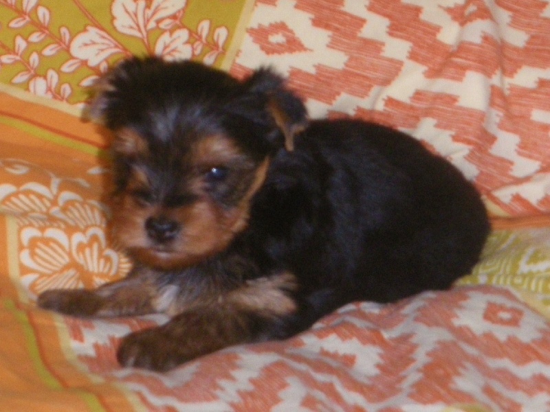 De la Bergerie du Coteau - Yorkshire Terrier - Portée née le 20/09/2010