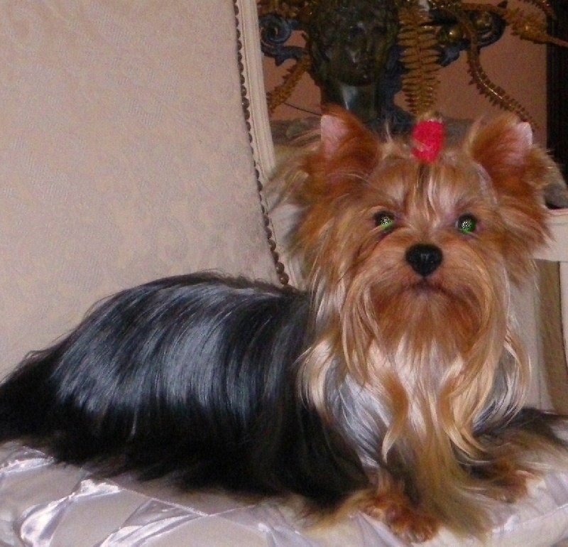 De la Bergerie du Coteau - Yorkshire Terrier - Portée née le 30/01/2012