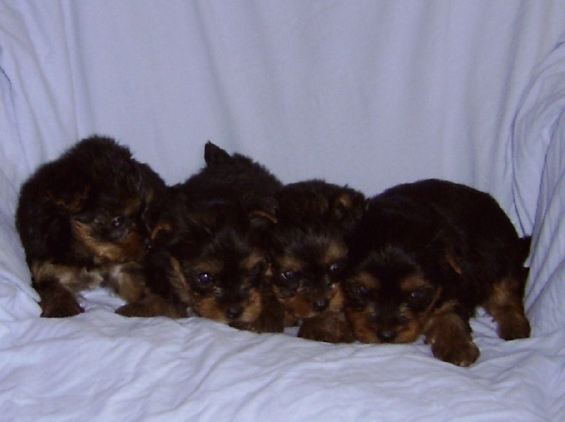 De la Bergerie du Coteau - Yorkshire Terrier - Portée née le 06/11/2008