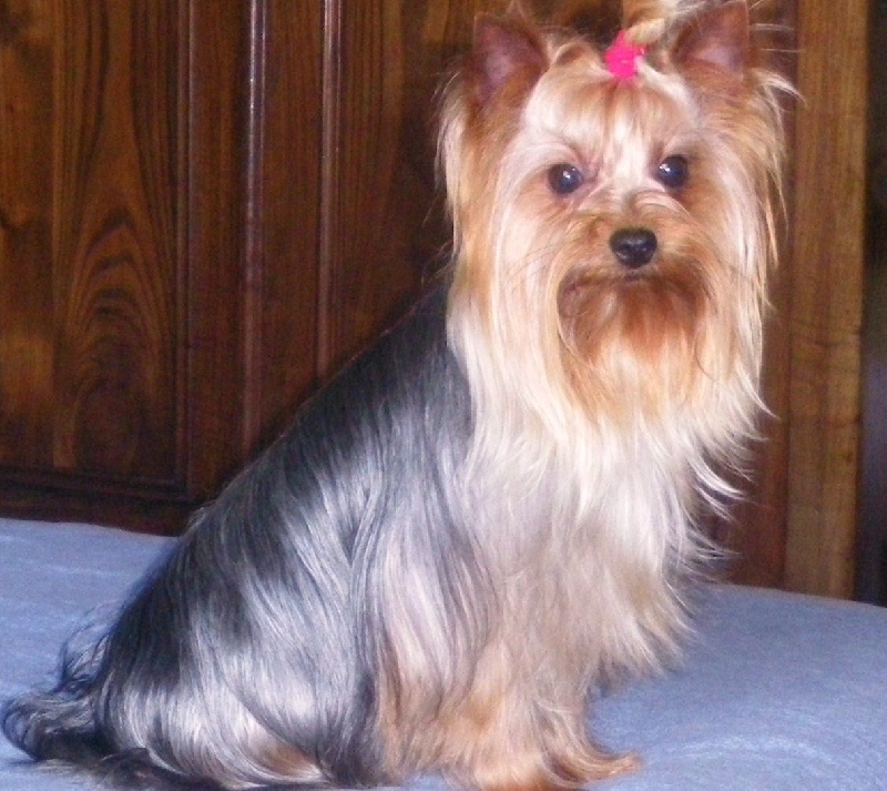 De la Bergerie du Coteau - Yorkshire Terrier - Portée née le 28/10/2009