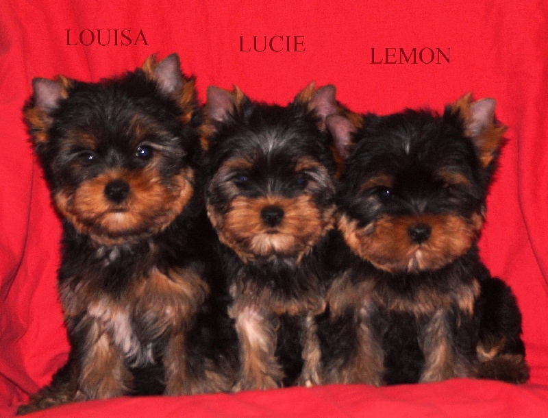 De la Bergerie du Coteau - Yorkshire Terrier - Portée née le 29/03/2015