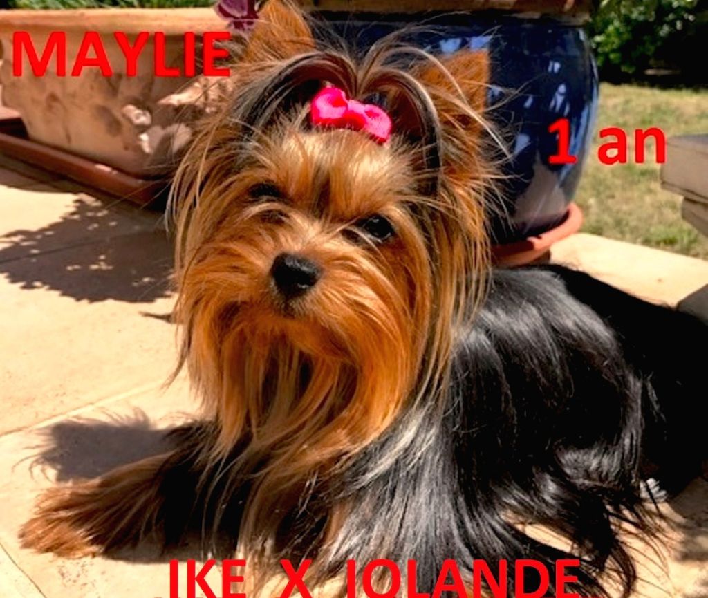 De la Bergerie du Coteau - Yorkshire Terrier - Portée née le 01/08/2017