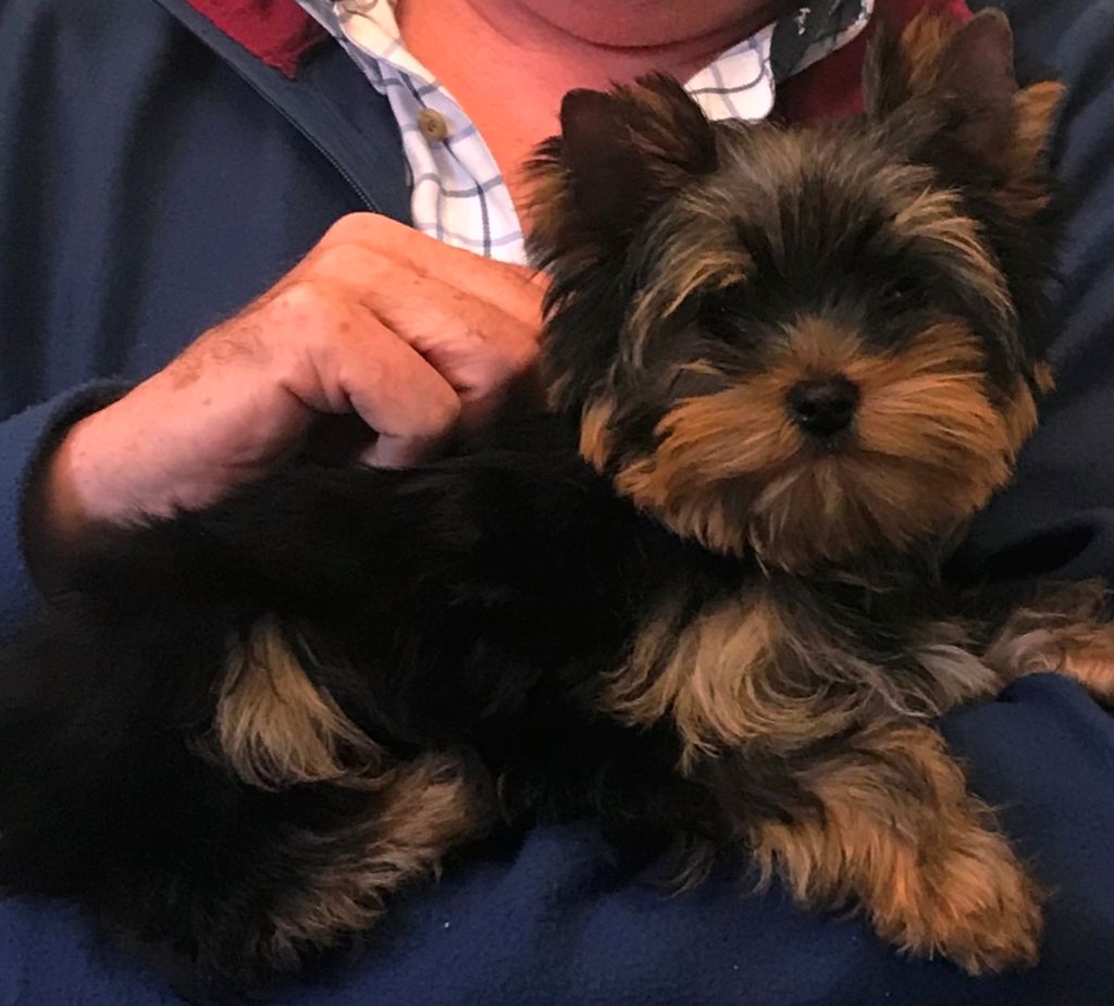 De la Bergerie du Coteau - Yorkshire Terrier - Portée née le 02/01/2019