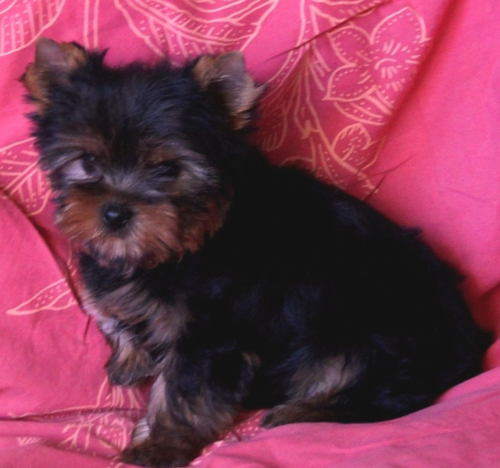 De la Bergerie du Coteau - Yorkshire Terrier - Portée née le 08/12/2018