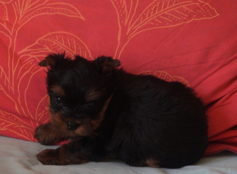 De la Bergerie du Coteau - Yorkshire Terrier - Portée née le 04/08/2015