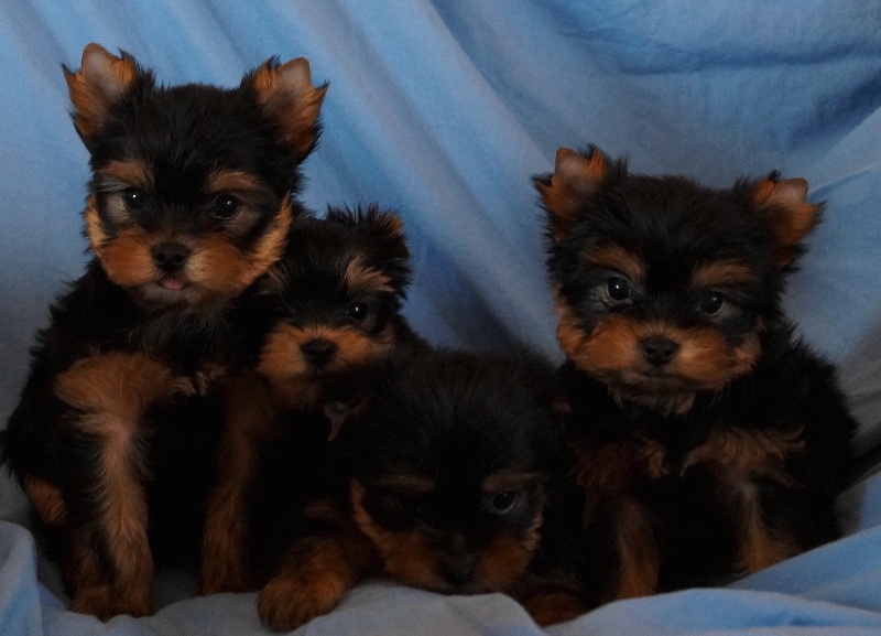 De la Bergerie du Coteau - Yorkshire Terrier - Portée née le 14/01/2014