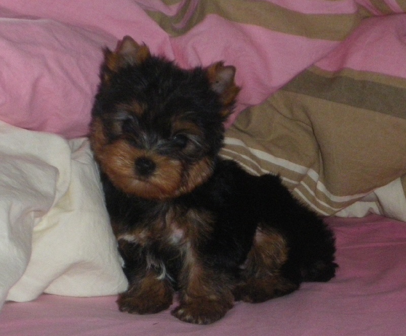 De la Bergerie du Coteau - Yorkshire Terrier - Portée née le 26/09/2011