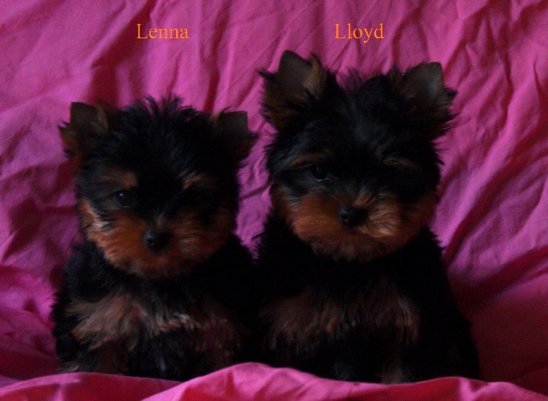 De la Bergerie du Coteau - Yorkshire Terrier - Portée née le 31/03/2015