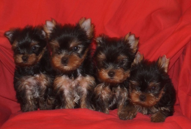 De la Bergerie du Coteau - Yorkshire Terrier - Portée née le 28/06/2016