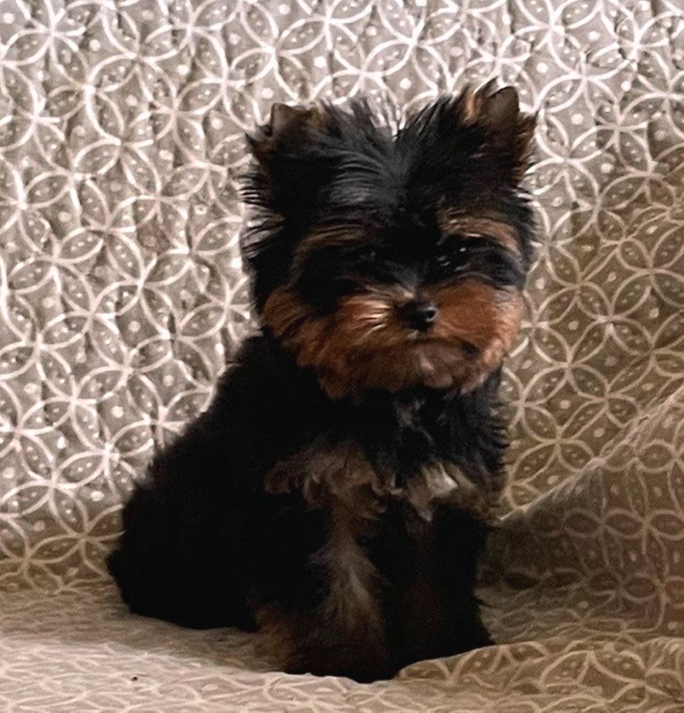 De la Bergerie du Coteau - Yorkshire Terrier - Portée née le 14/02/2023