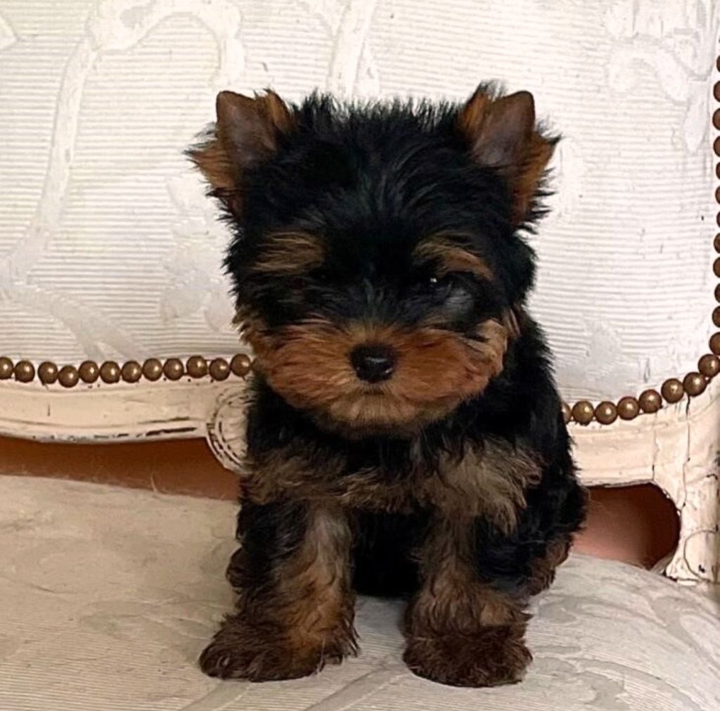 De la Bergerie du Coteau - Yorkshire Terrier - Portée née le 15/06/2023