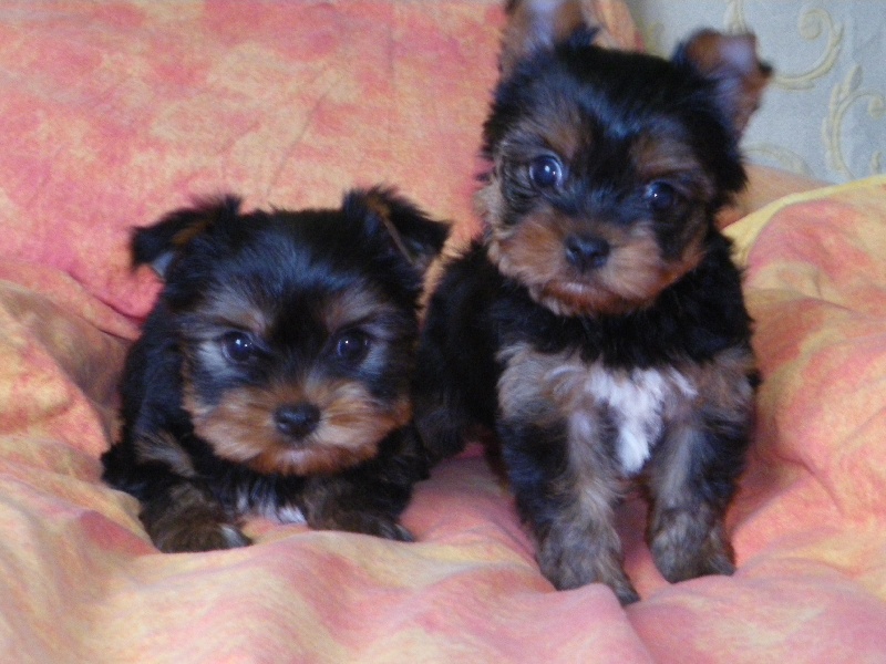 De la Bergerie du Coteau - Yorkshire Terrier - Portée née le 22/01/2009