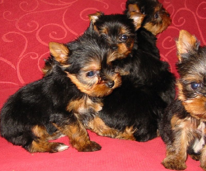 De la Bergerie du Coteau - Yorkshire Terrier - Portée née le 24/07/2008