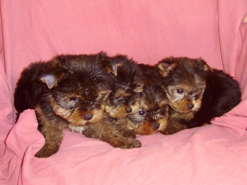 De la Bergerie du Coteau - Yorkshire Terrier - Portée née le 02/11/2008