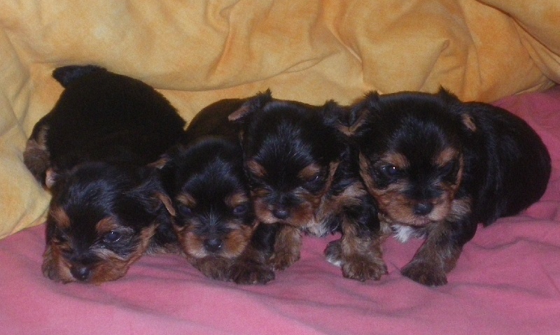 Chiot Yorkshire Terrier De la Bergerie du Coteau