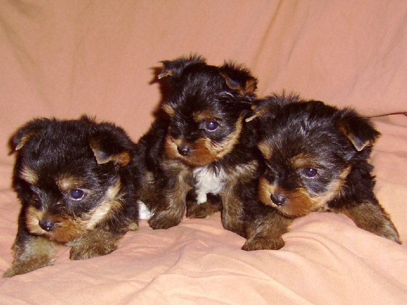 De la Bergerie du Coteau - Yorkshire Terrier - Portée née le 06/06/2008