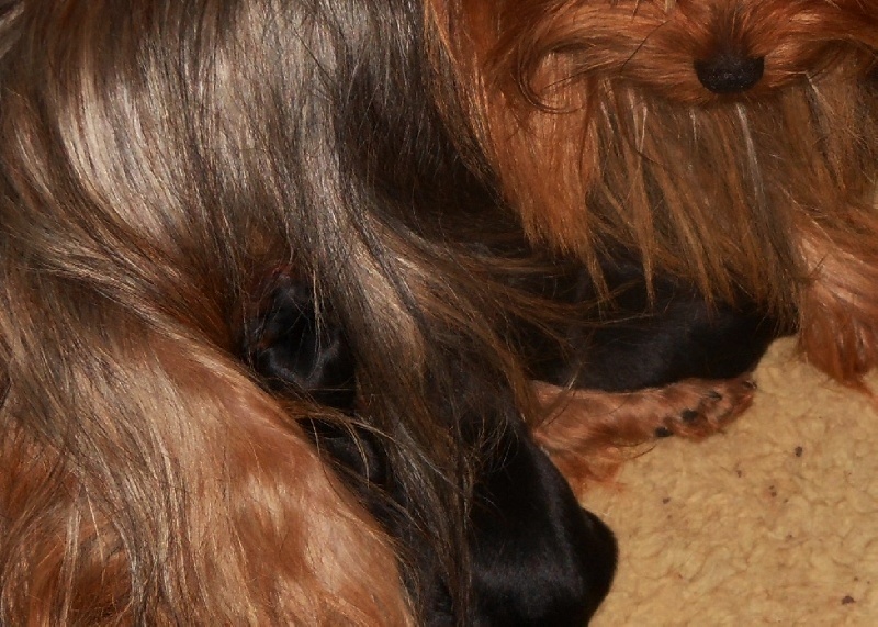 De la Bergerie du Coteau - Yorkshire Terrier - Portée née le 30/08/2013