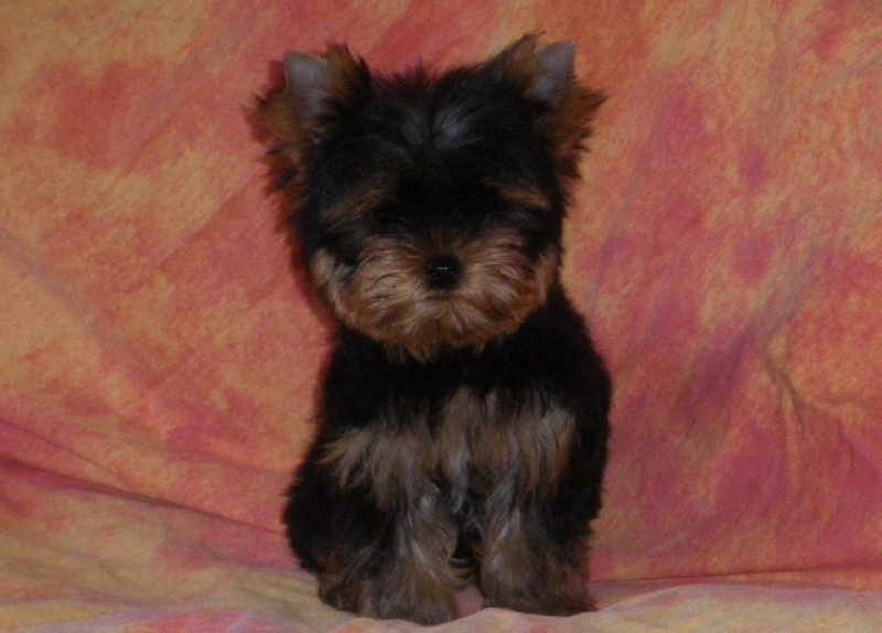 De la Bergerie du Coteau - Yorkshire Terrier - Portée née le 14/06/2011