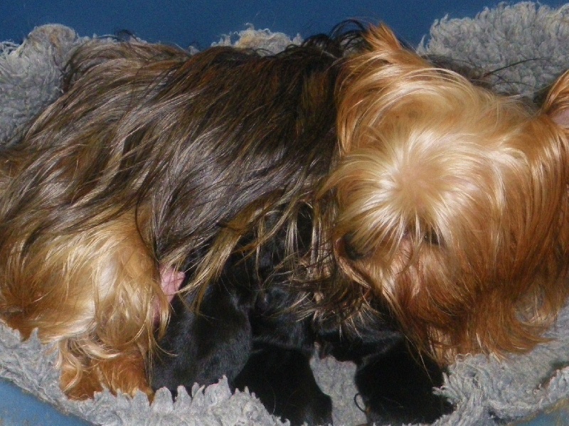 Chiot Yorkshire Terrier De la Bergerie du Coteau