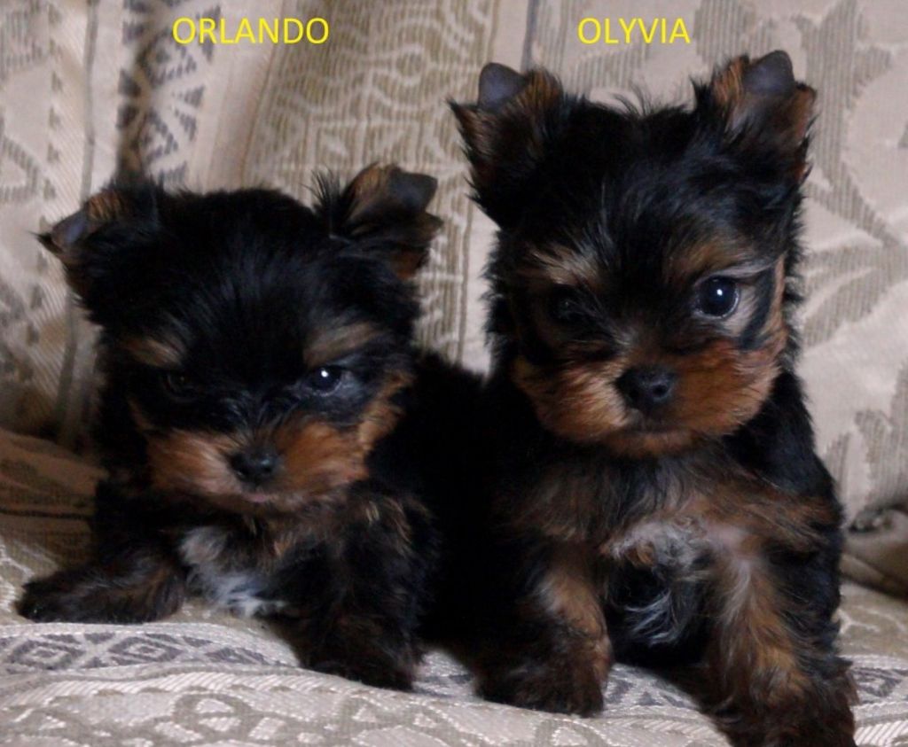 De la Bergerie du Coteau - Yorkshire Terrier - Portée née le 06/05/2018