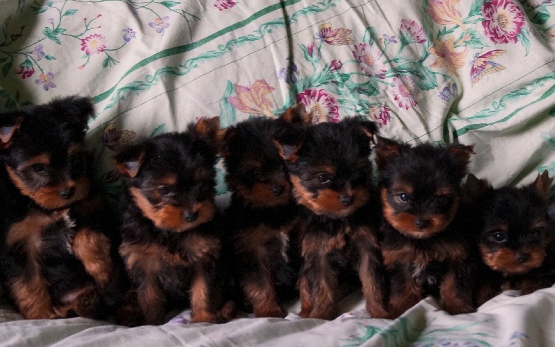 De la Bergerie du Coteau - Yorkshire Terrier - Portée née le 15/06/2014