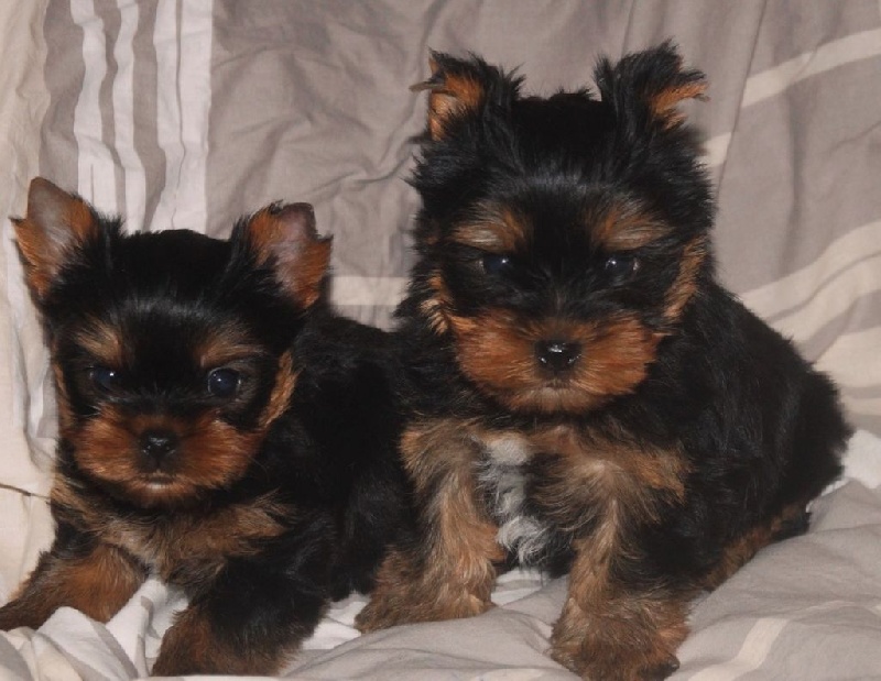De la Bergerie du Coteau - Yorkshire Terrier - Portée née le 24/11/2016