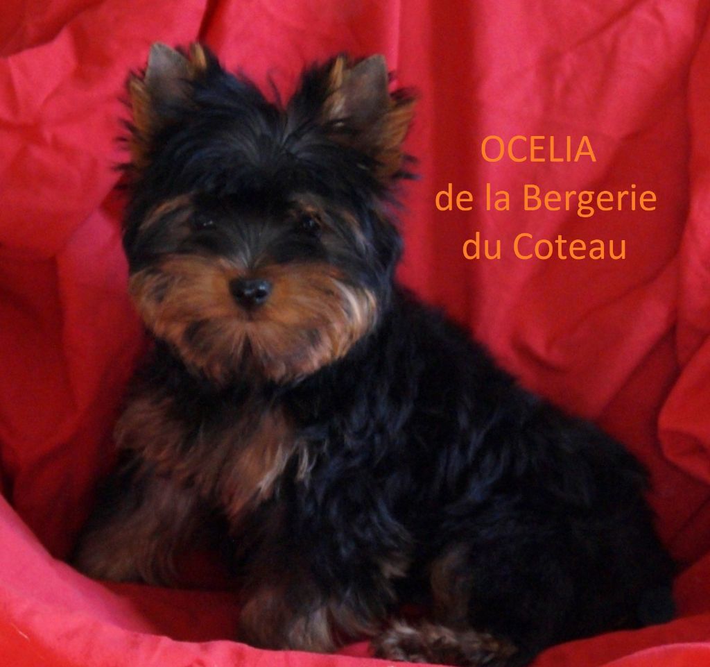 De la Bergerie du Coteau - Yorkshire Terrier - Portée née le 09/08/2018