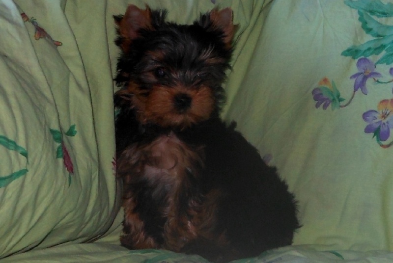 De la Bergerie du Coteau - Yorkshire Terrier - Portée née le 16/01/2013