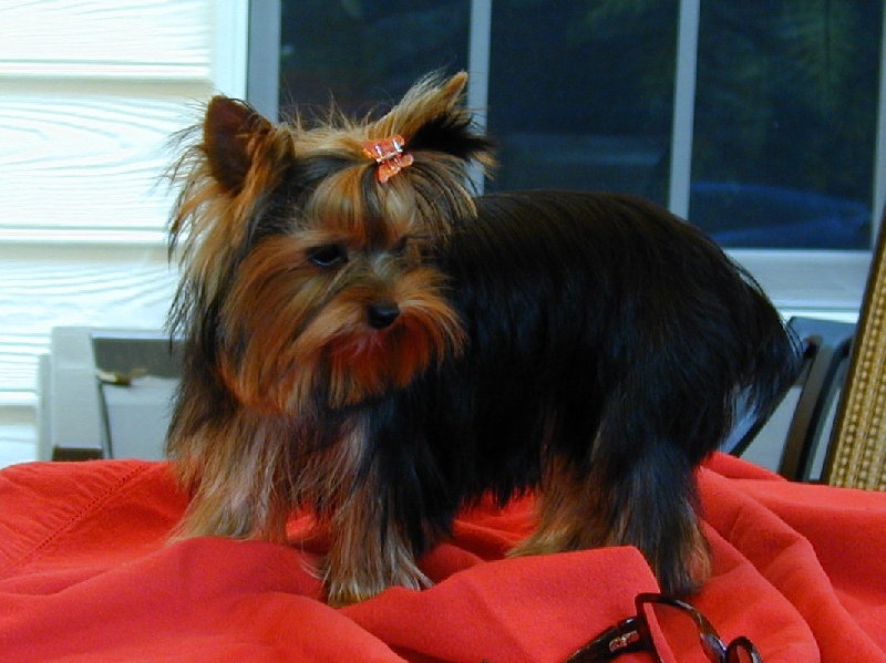 De la Bergerie du Coteau - Yorkshire Terrier - Portée née le 06/08/2008