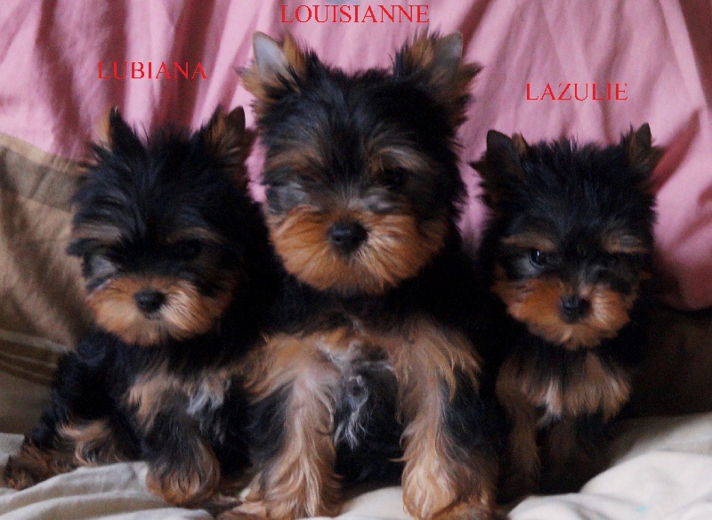 De la Bergerie du Coteau - Yorkshire Terrier - Portée née le 18/06/2015