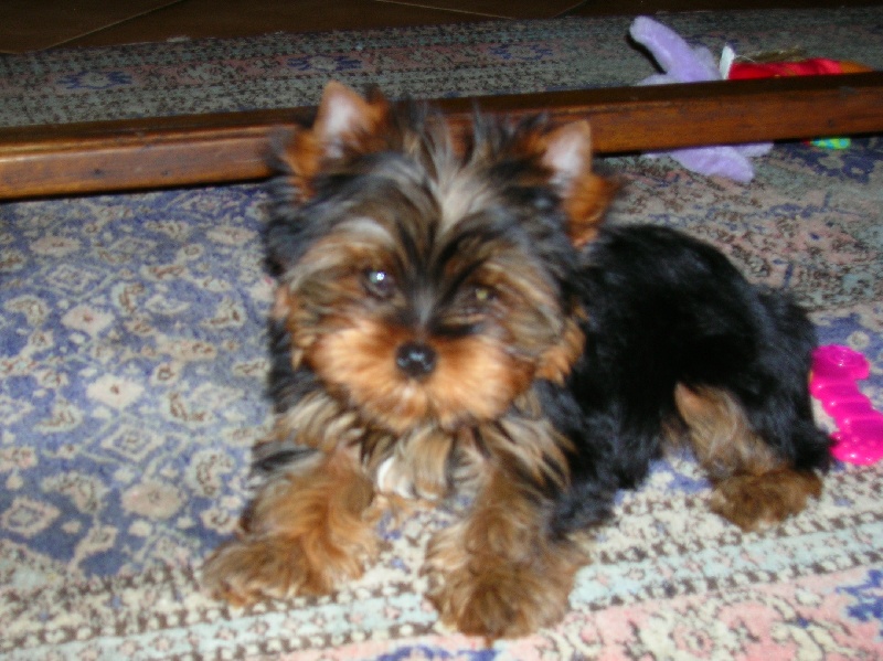 De la Bergerie du Coteau - Yorkshire Terrier - Portée née le 22/04/2009