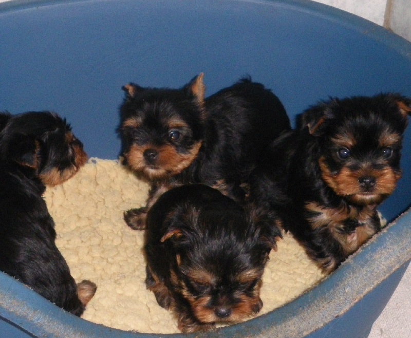 De la Bergerie du Coteau - Yorkshire Terrier - Portée née le 12/10/2009