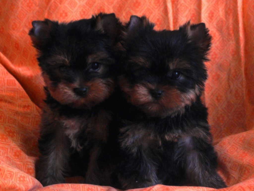 De la Bergerie du Coteau - Yorkshire Terrier - Portée née le 02/04/2017