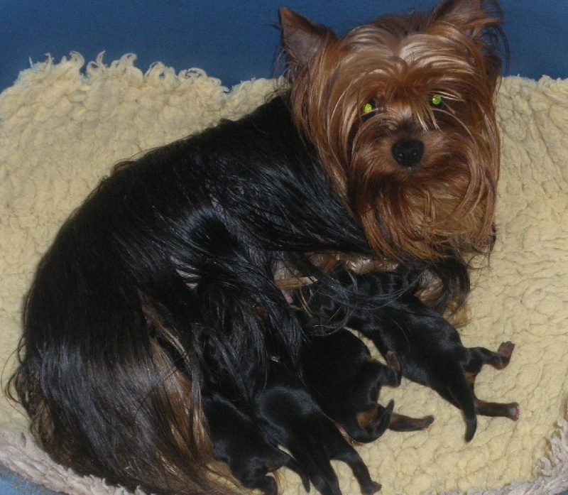 De la Bergerie du Coteau - Yorkshire Terrier - Portée née le 06/04/2012