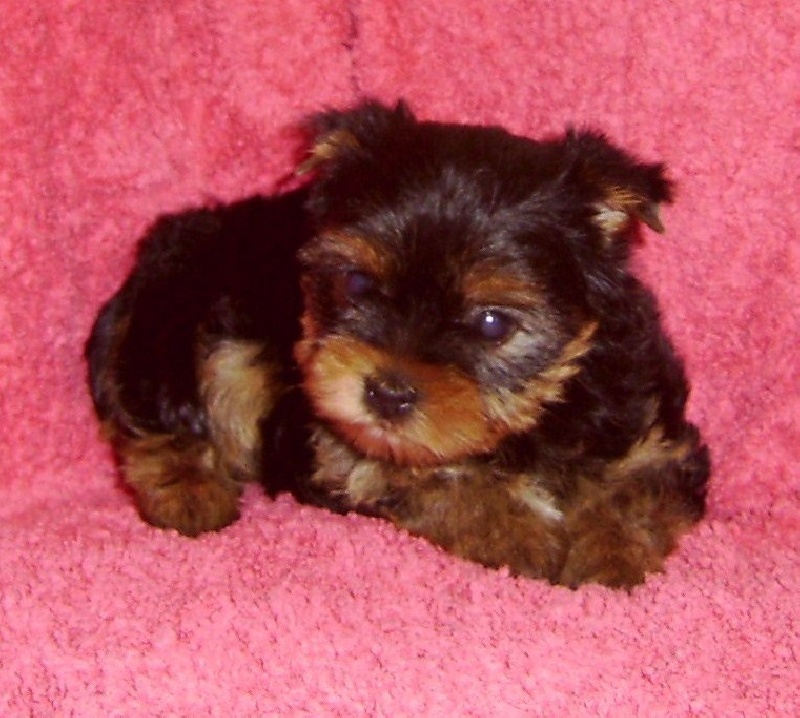 De la Bergerie du Coteau - Yorkshire Terrier - Portée née le 06/08/2009