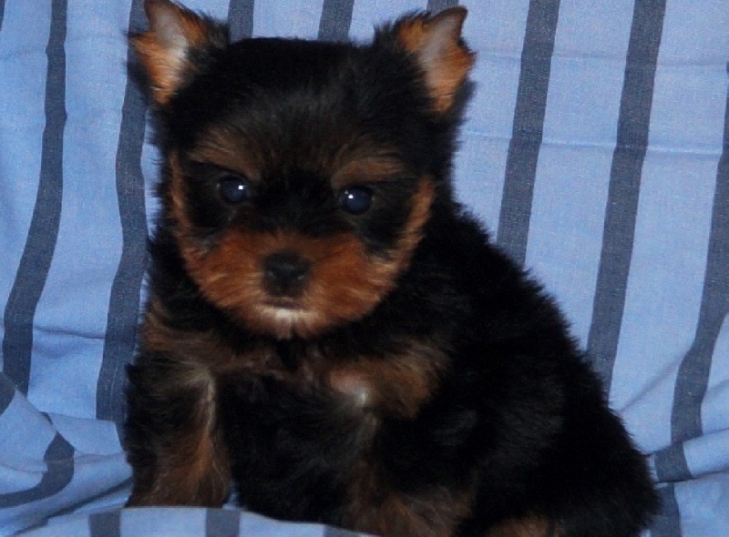 De la Bergerie du Coteau - Yorkshire Terrier - Portée née le 20/01/2015