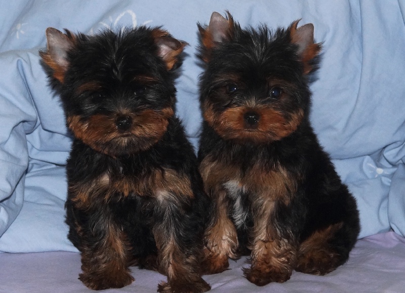De la Bergerie du Coteau - Yorkshire Terrier - Portée née le 04/08/2014