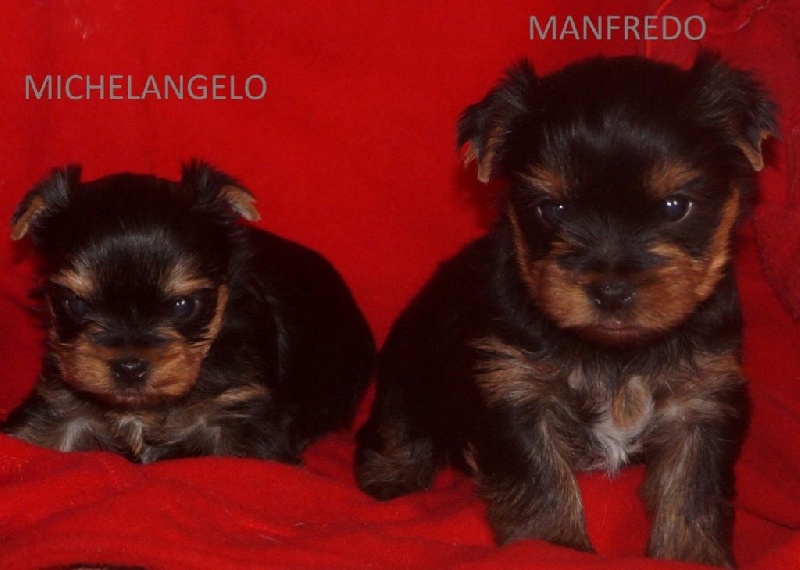 De la Bergerie du Coteau - Yorkshire Terrier - Portée née le 25/12/2016