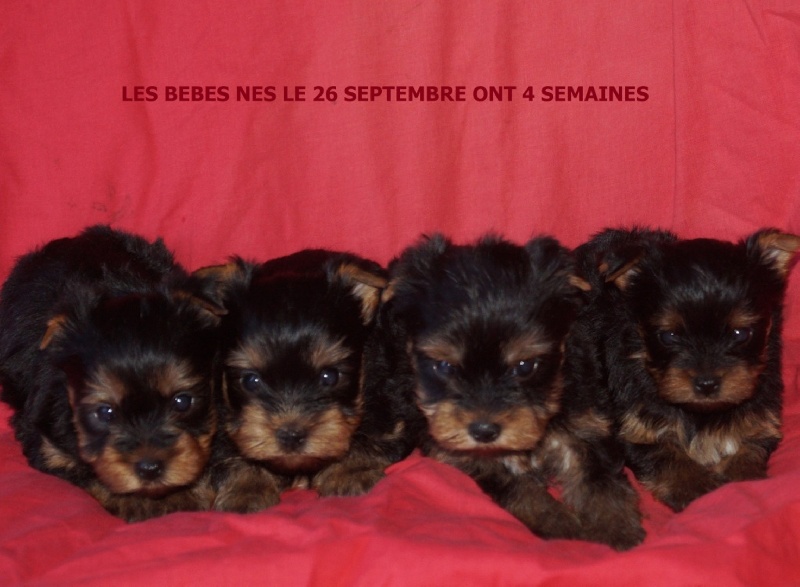 De la Bergerie du Coteau - Yorkshire Terrier - Portée née le 26/09/2015