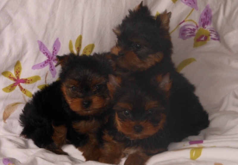 De la Bergerie du Coteau - Yorkshire Terrier - Portée née le 24/04/2013