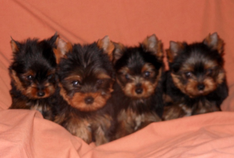 De la Bergerie du Coteau - Yorkshire Terrier - Portée née le 12/12/2012