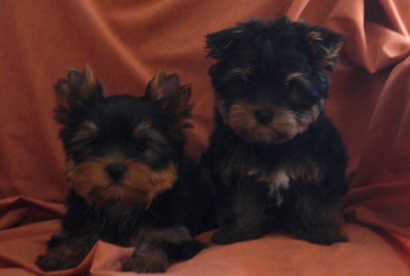 De la Bergerie du Coteau - Yorkshire Terrier - Portée née le 06/07/2016